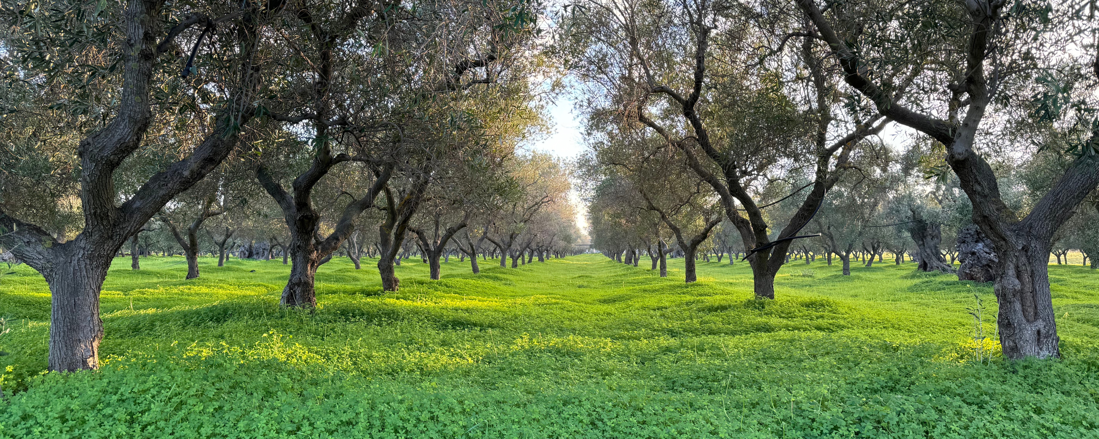 Ulivo secolare: un rigoglioso uliveto verdeggiante sotto la luce naturale.